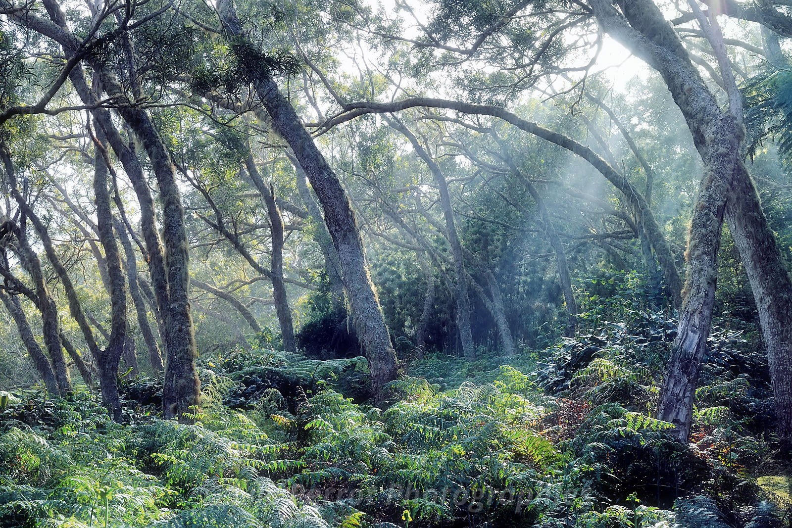 Forêt du Tévelave — Forêt primaire et randonnées